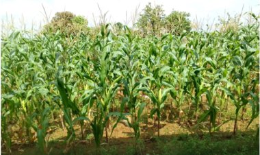 ग्रामीण अर्थव्यवस्था को मजबूत बनाने में महत्वपूर्ण भूमिका निभाई है