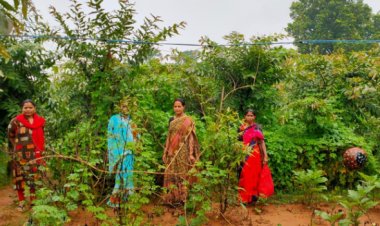 जशपुर सी-मार्ट में 2 करोड़ 40 लाख रूपए से अधिक की हुई बिक्री