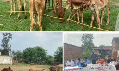 जिले में चलाया जा रहा रोेका-छेका अभियान   पंचायतों में मुनादी कर आवारा पशुओं को गौठानों में रखने की जा रही अपील