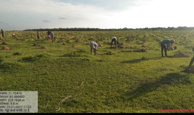 महानदी के किनारे, ब्लाक प्लांटेशन और सड़कों के दोनों ओर प्लांटेशन. कुल 2 लाख 80 हजार पौधे लगाये जा रहे, इनमें 73 प्रतिशत पौधों को लगाने का काम पूरा