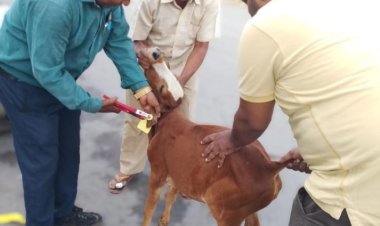सड़क दुर्घटनाओं से बचाने आवारा पशुओं को लगाए जा रहे टैग और रेडियम बेल्ट