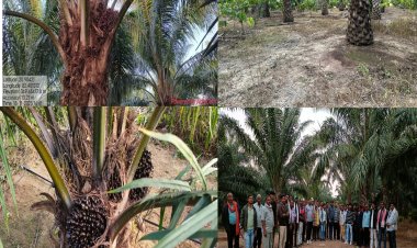 ऑयल पाम रोपण को बढ़ावा: राज्य शासन द्वारा 69,620 रुपये तक का अतिरिक्त अनुदान