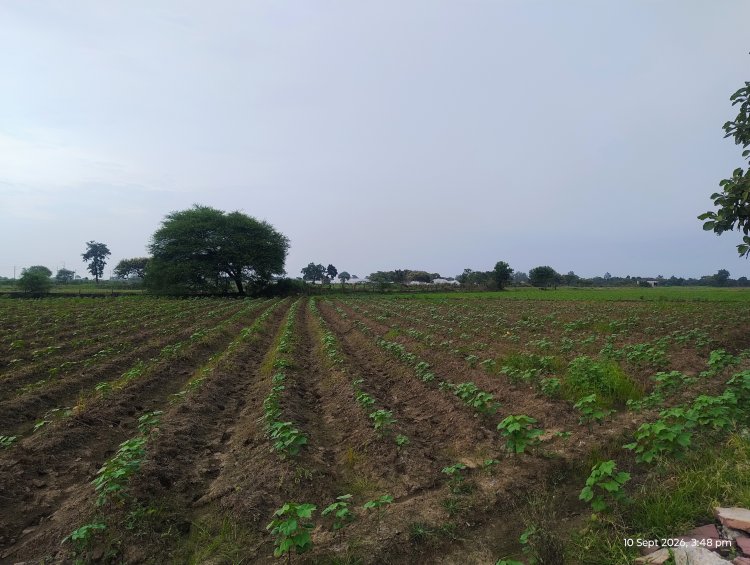 कृषक उन्नति योजना से धान के बदले कपास की खेती को मिला प्रोत्साहन